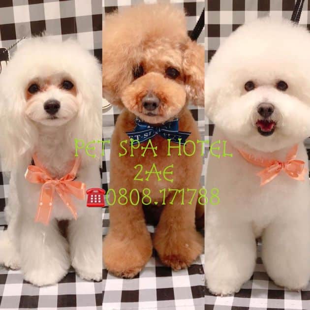 PET Spa Hotel 2AE