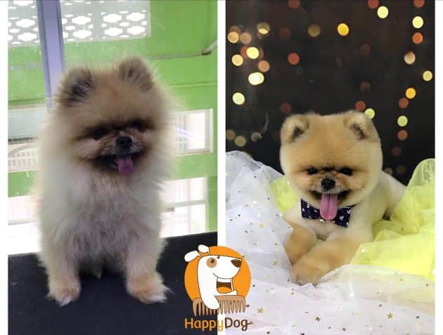 Happy Dogs Grooming&Spa