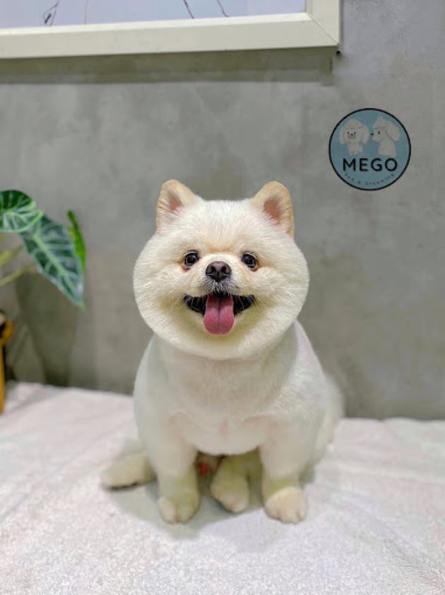 Mego Spa and Grooming