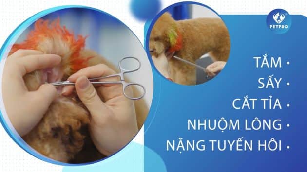 Bệnh viện Thú Y PETPRO