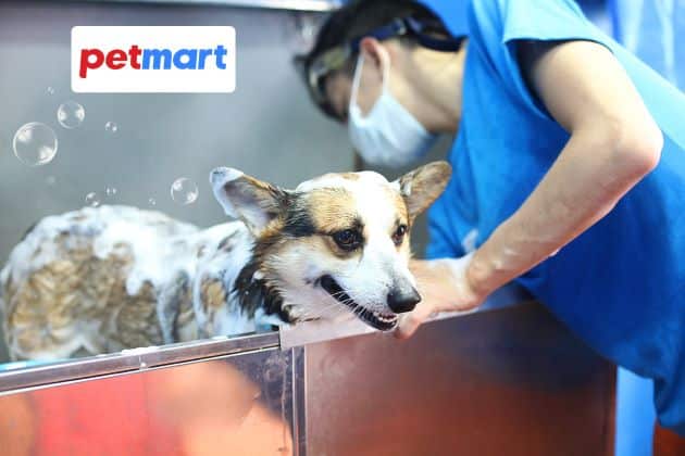 Pet Mart Hậu Giang