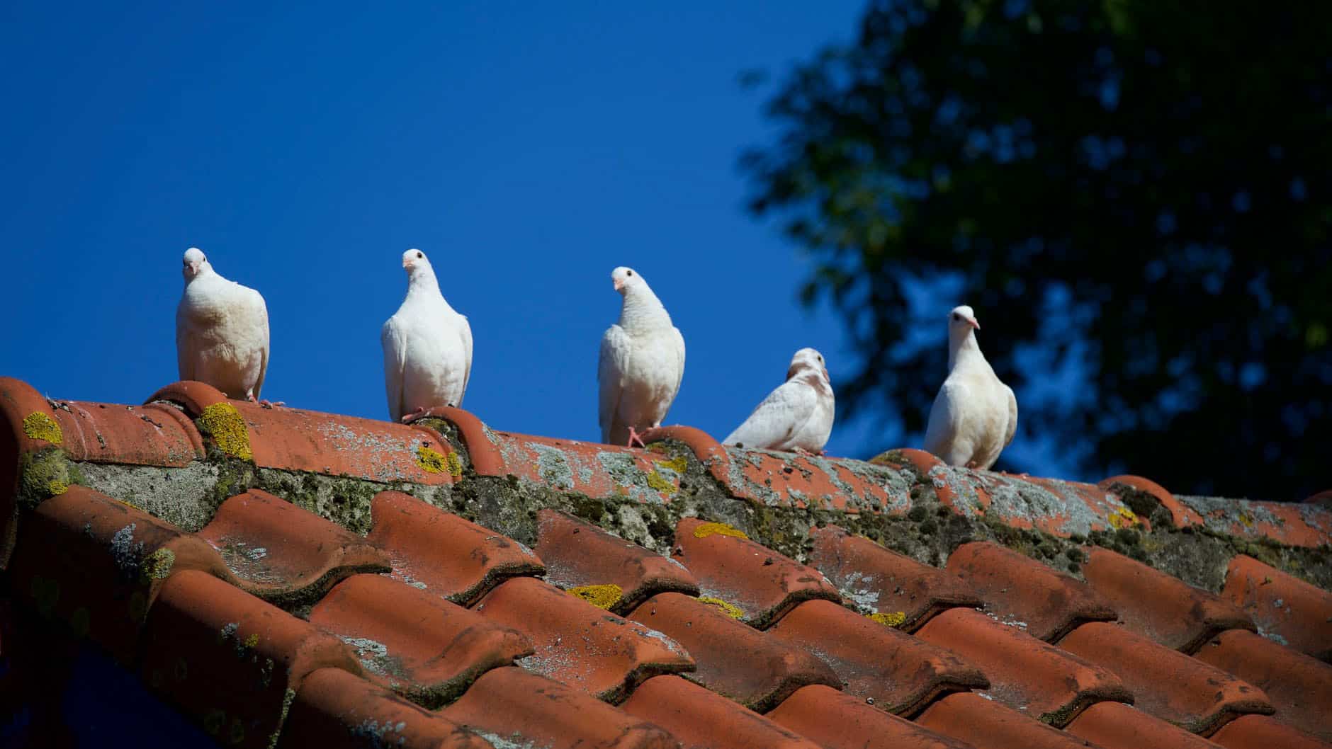 Ảnh đàn chim bồ cầu trắng đậu trên mái nhà.