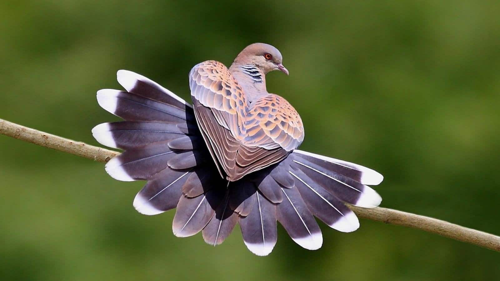 Hình ảnh chim bồ câu xòe đuôi cực đẹp.