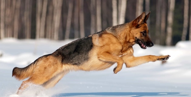 Hình ảnh chó Becgie săn mồi trong tuyết.
