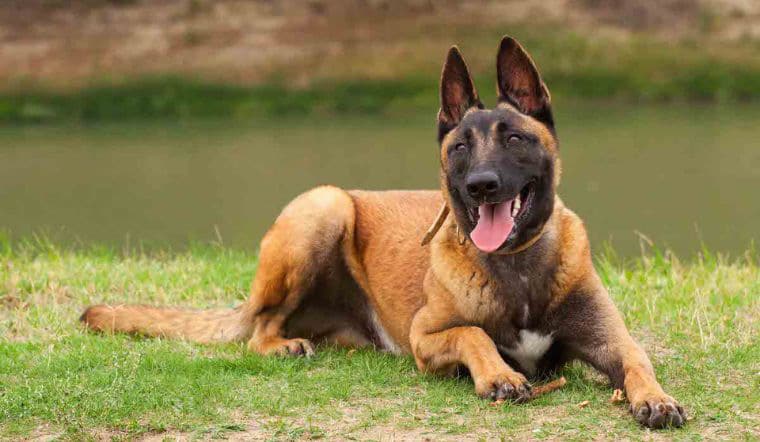 Hình chó Becgie Bỉ được mệnh danh là người lính tinh nhuệ.