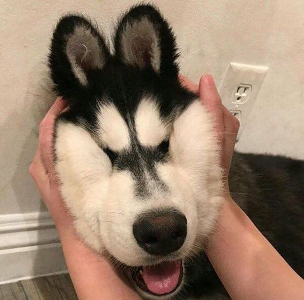 Hình ảnh chú chó Husky với gương mặt hài hước không nhịn được cười.
