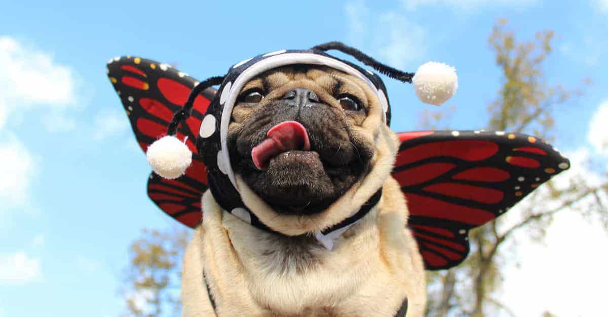 Ảnh chú chó Pug cosplay cô tiên bướm siêu hài và bựa.