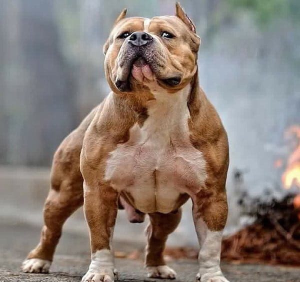 Ảnh chó Pitbull kênh mặt ngầu lòi