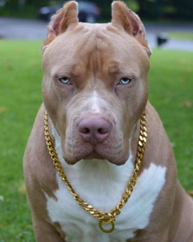 Hình ảnh chó Pitbull lườm mặt nhìn là thấy sợ.