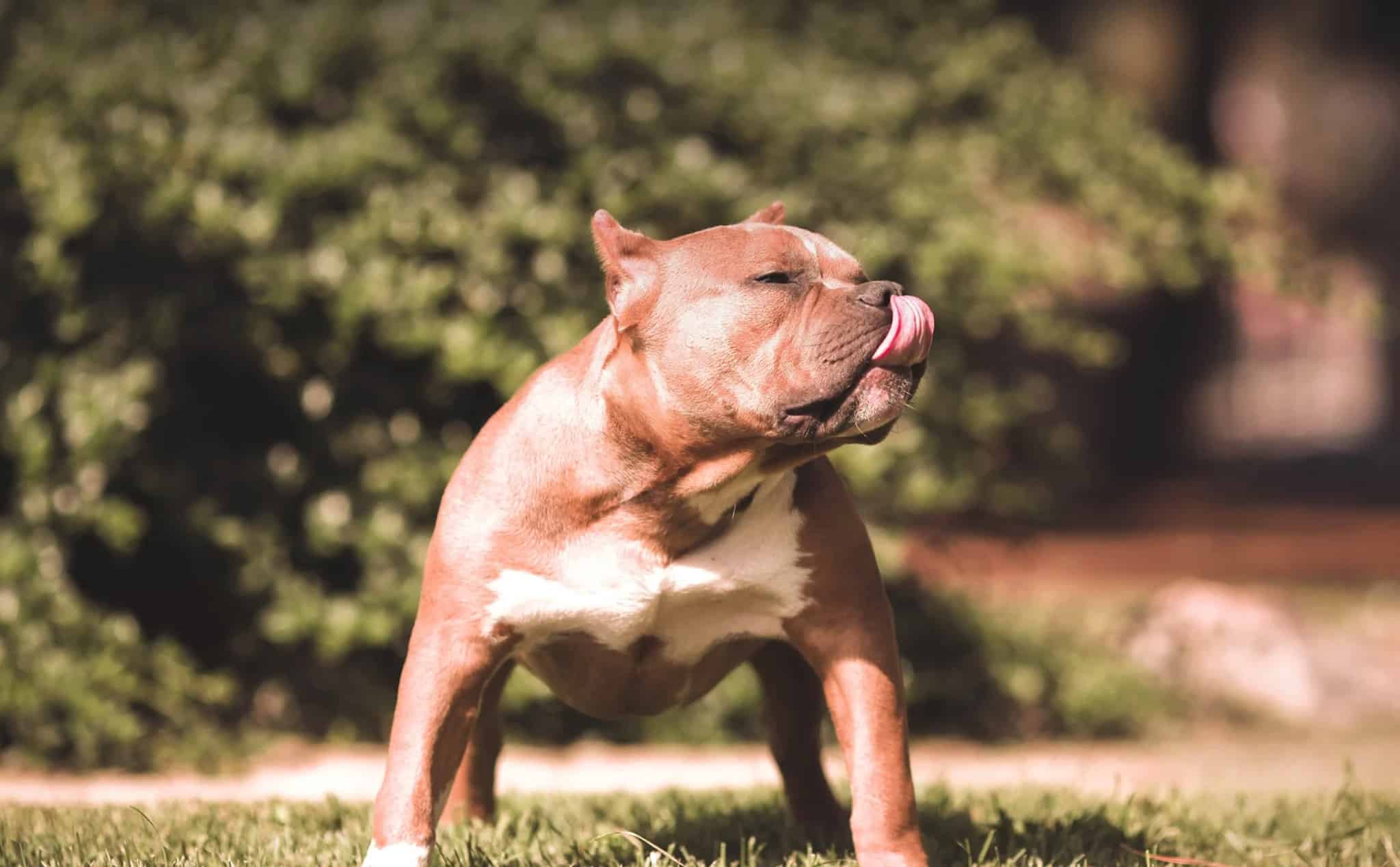 Ảnh chó Pitbull cơ bắp liếm mép ngộ nghĩnh.