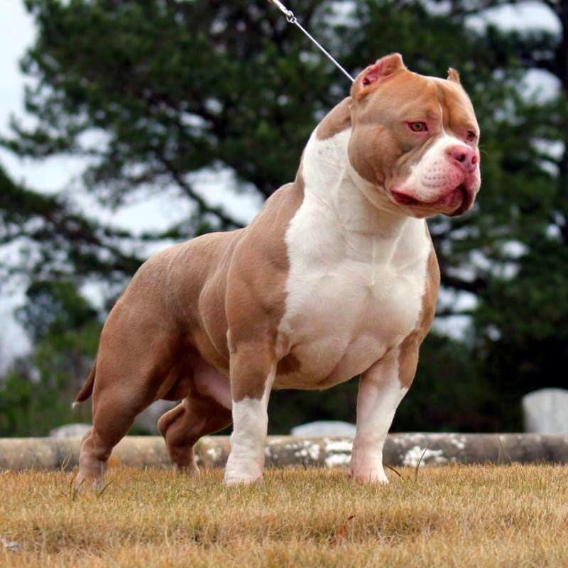 Ảnh chó Pitbull mạnh mẽ.