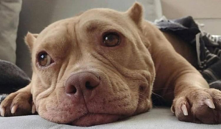 Ảnh chụp cận mặt chú chó Pitbull đang nằm ngủ dễ thương.