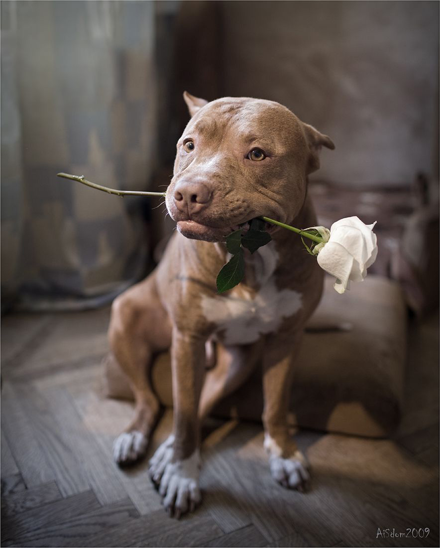 Hình chụp chú chó Pitbull ngậm cành hồng trắng đẹp.