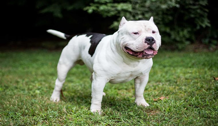 Ảnh chó Pitbull màu trắng đen siêu đẹp.