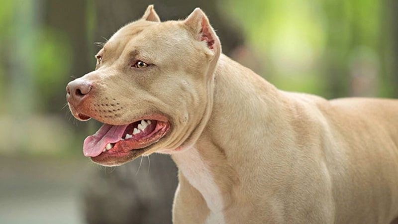 Hình nền chó Pitbull ấn tượng cho bộ sưu tập.