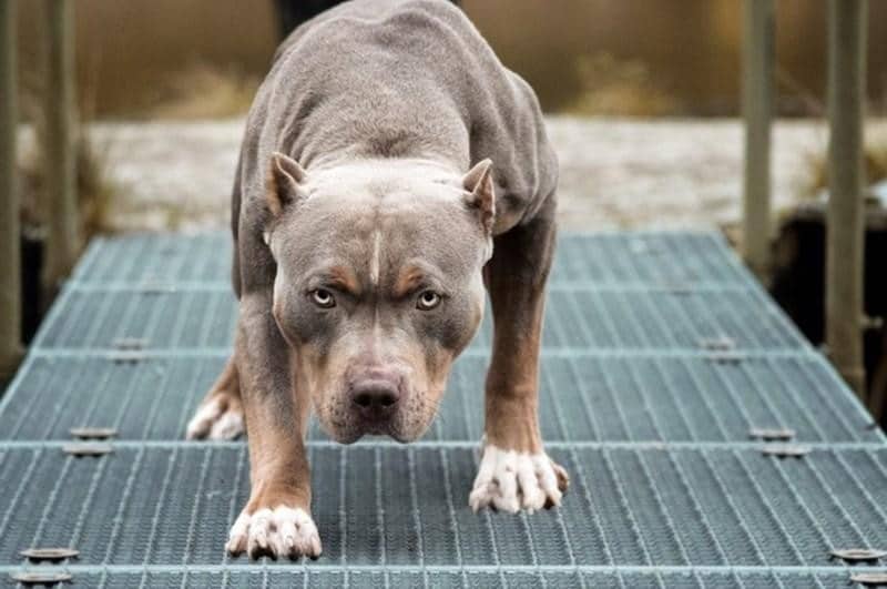 Ảnh chó Pitbull hung dữ đang lấy tư thế chuẩn bị tấn công.