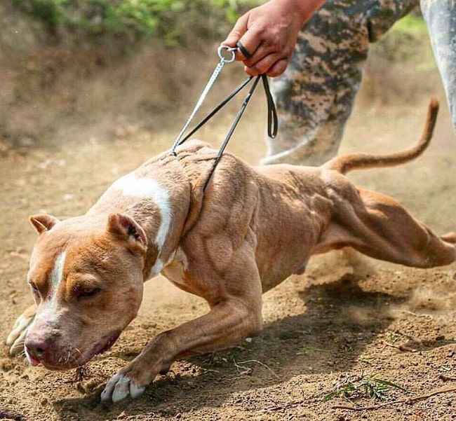 Hình chó Pitbull đang được chủ huấn luyện đánh hơi.