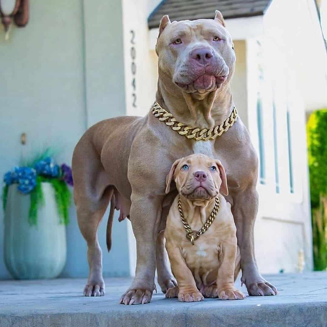 Hình ảnh chó Pitbull và con ngầu, đáng yêu.