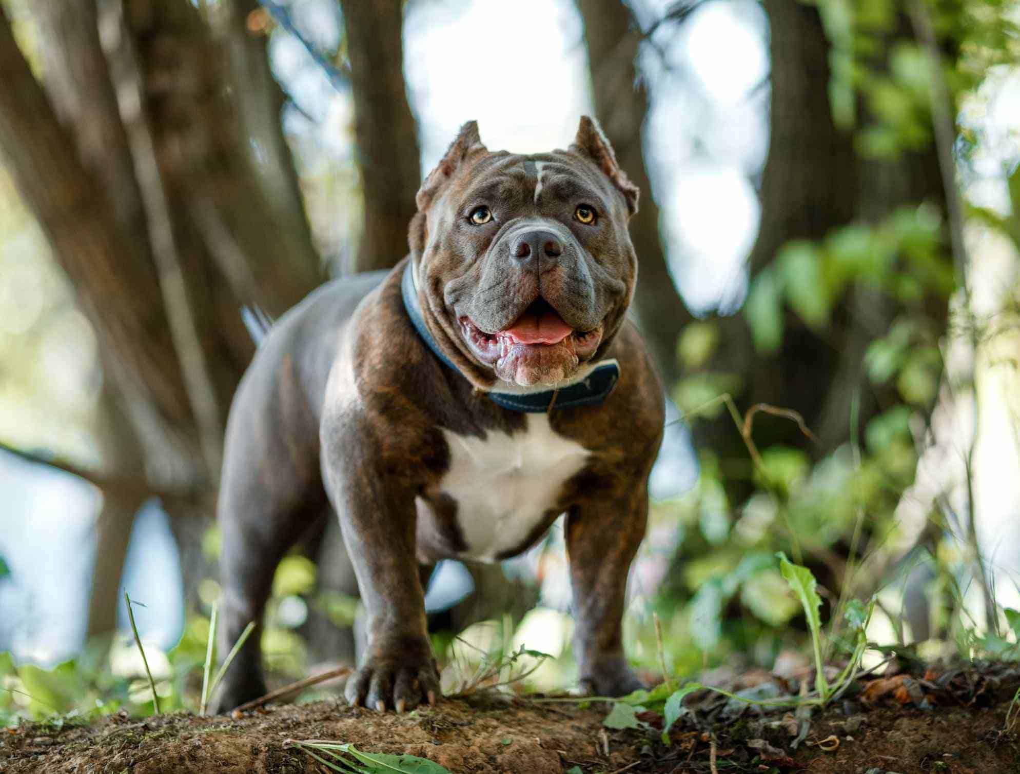 Hình chó pitbull đẹp đi dạo.