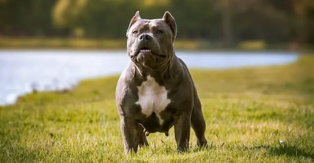 Chó Pitbull – chúa tể của các loài chó chọi