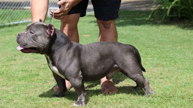 Hình Ảnh Chó Pitbull Ngầu Hung Dữ.