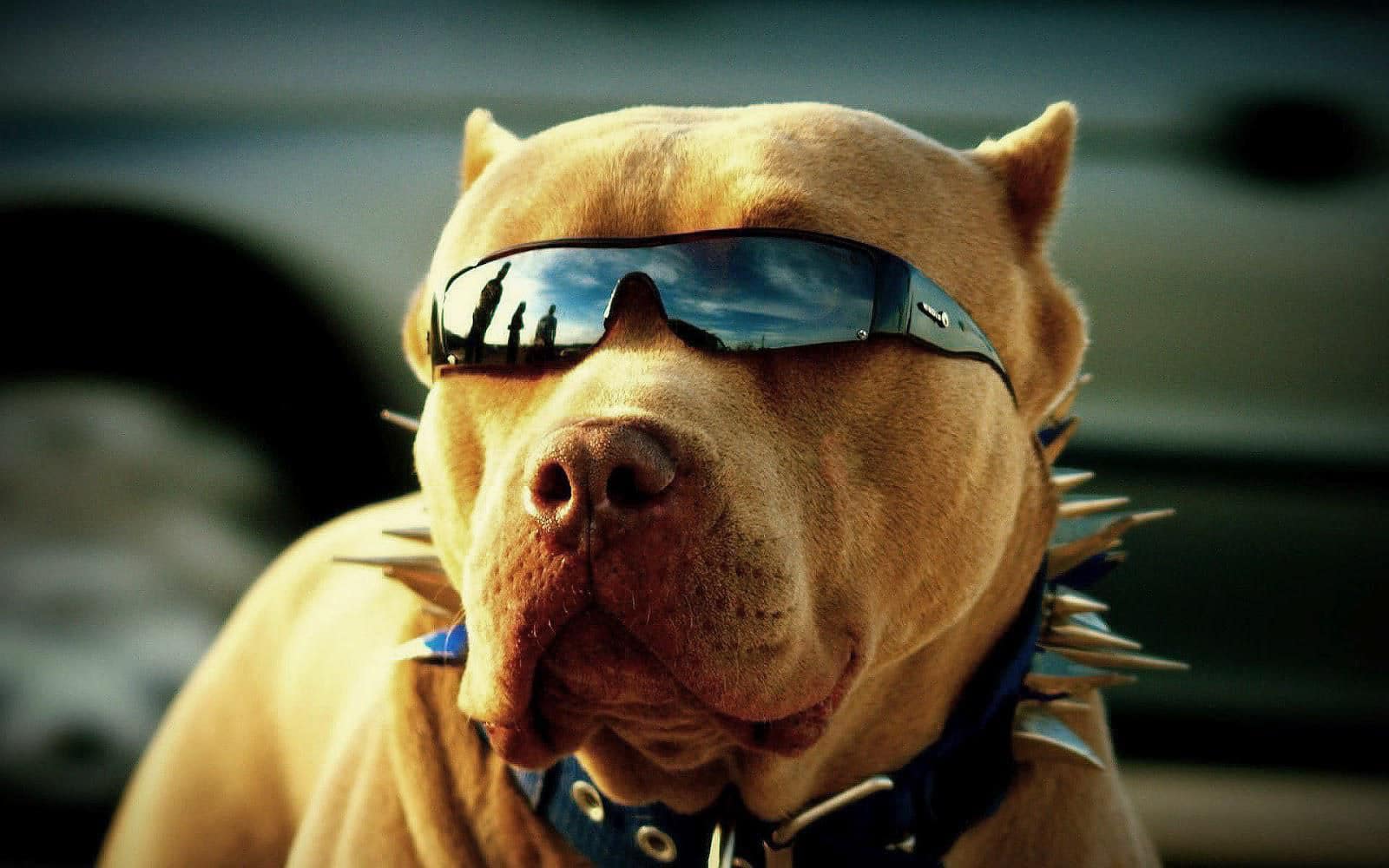 Hình con chó Pitbull đeo kính và vòng cổ cực ngầu.