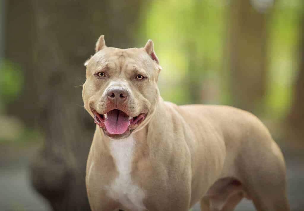 Hình chó Pitbull hung dữ, cute đẹp nhất làm hình nền