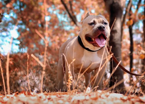 Ảnh chó pitbull đẹp