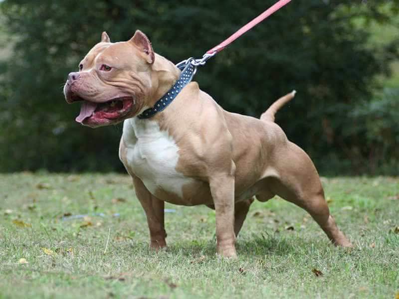 Chó Pitbull với thân hình cường tráng đầy ấn tượng.