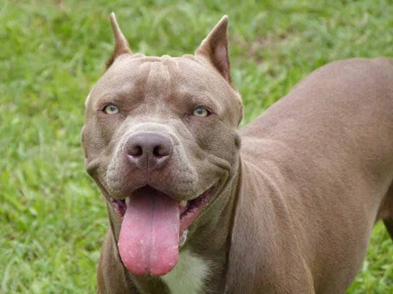 Pitbull là giống hiếu chiến mà nhiều người lo sợ.