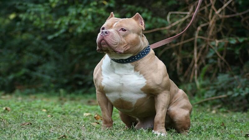 Đẹp ngây ngất với hình ảnh chó Pitbull mạnh mẽ.