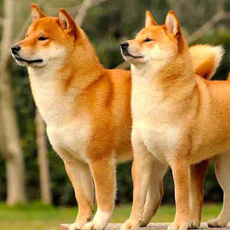 99+ Hình ảnh chó Shiba đẹp, cute, đáng yêu nhất - Top10tphcm