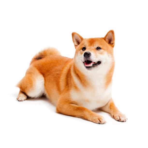 99+ Hình ảnh chó Shiba đẹp, cute, đáng yêu nhất - Top10tphcm