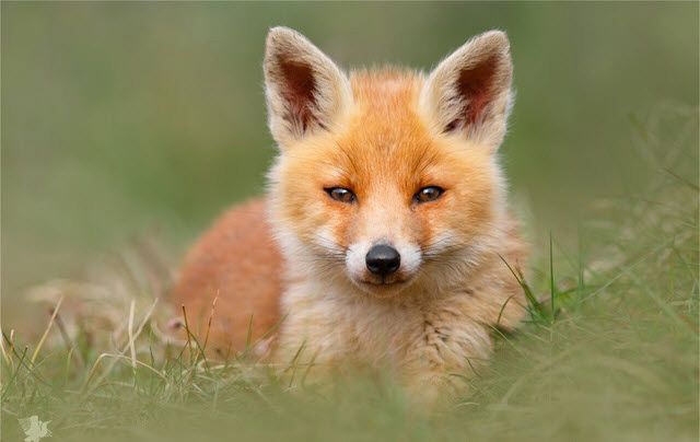 Hình con cáo con dễ thương nằm trên bãi cỏ.