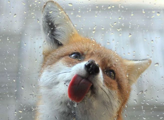Hình con cáo đang liếm giọt nước đọng trên cửa sổ cực cute.