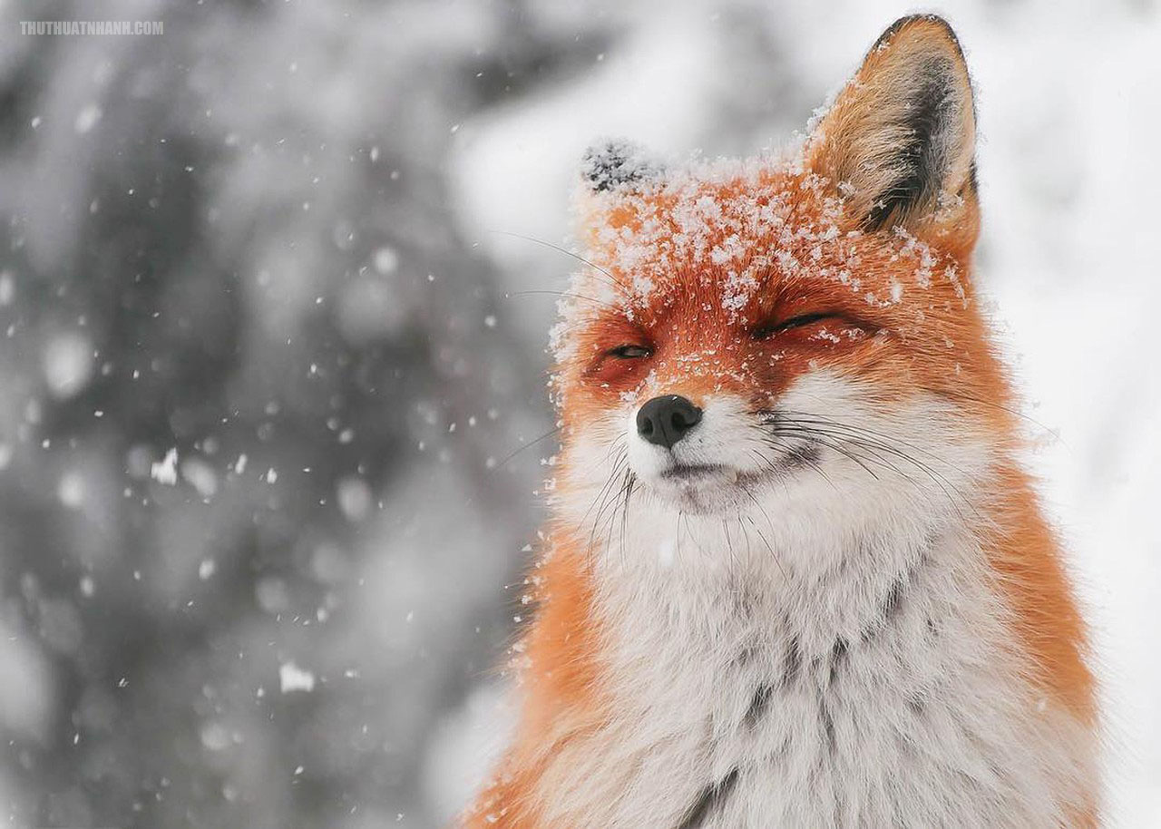 Hình con cáo đỏ bị tuyết phủ khắp mặt.