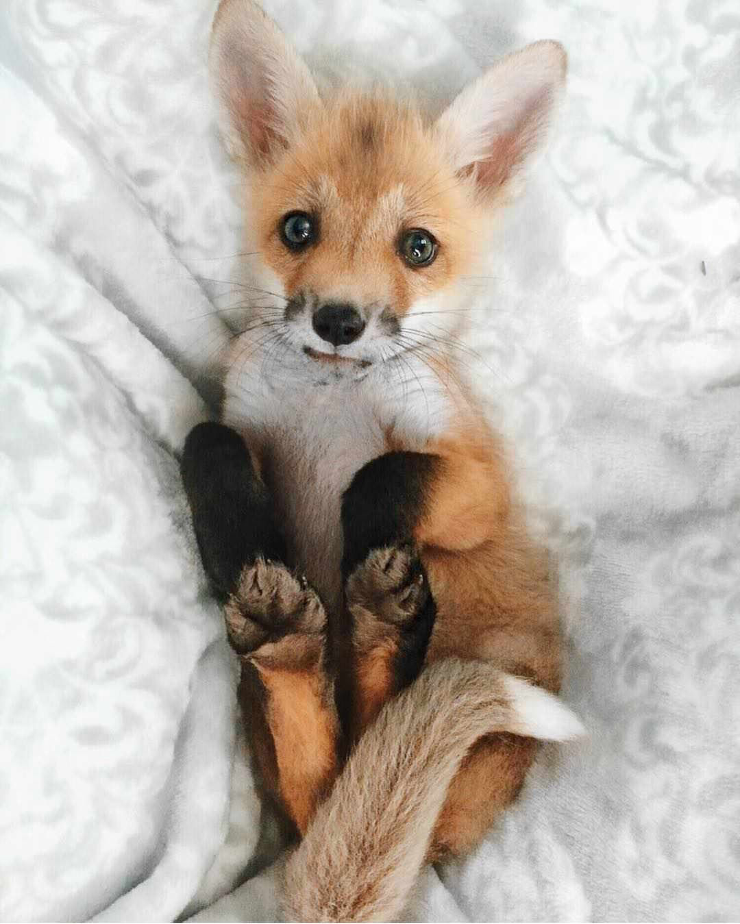 Hình con cáo con đang nằm trên giường siêu dễ thương.