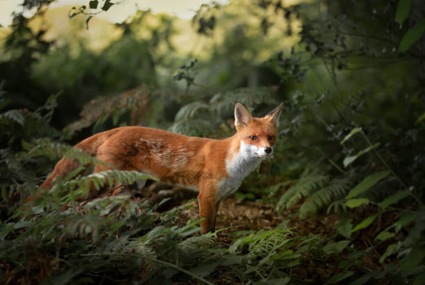 Cận cảnh một con cáo đỏ trong khu rừng ở Anh.
