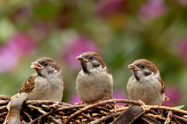 Hình ảnh gia đình chim sẻ bắt gặp bởi nhiếp ảnh gia.
