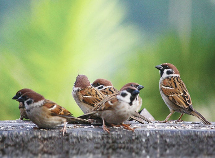 Ảnh đàn chim sẻ nhỏ dễ thương.