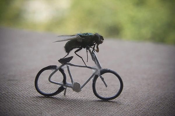 Cười bể bụng với ảnh con ruồi lái xe đạp như con người.