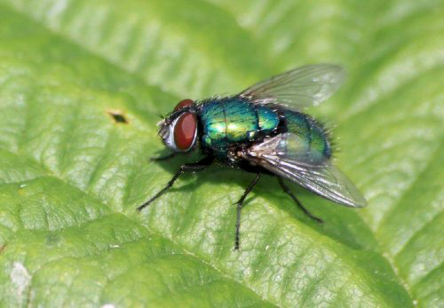 Hình ảnh con ruồi giấm được được chụp qua máy ảnh chuyên nghiệp.