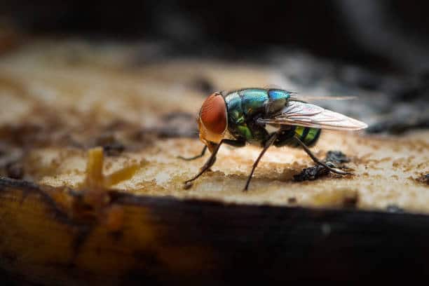 Hình con ruồi đầy màu sắc đang hút nhựa từ cây chuối.