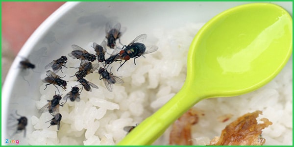 Hình ảnh đàn ruồi bu vào thức ăn con người.