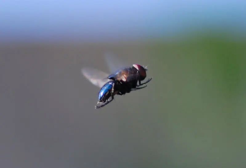 Những hình ảnh mới nhất về ruồi bay