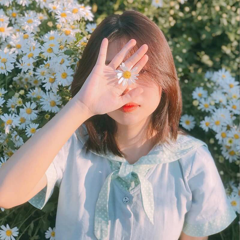 Hình cô gái che mặt bên vườn hoa cúc trắng dễ thương.