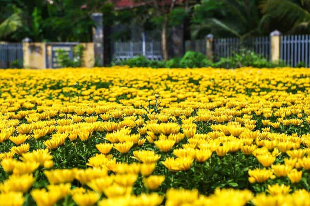 Hình vườn hoa cúc vàng độc đáo dùng làm hình nền.
