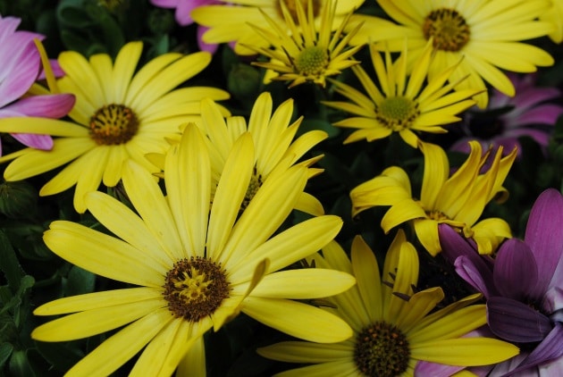 Hoa cúc - Loài hoa mang trong mình nhiều tầng ý nghĩa sâu sắc.