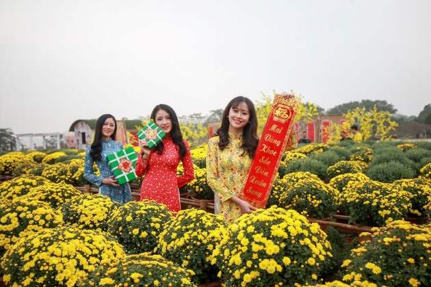 Những cô gái chụp ảnh bên vườn hoa cúc vàng.