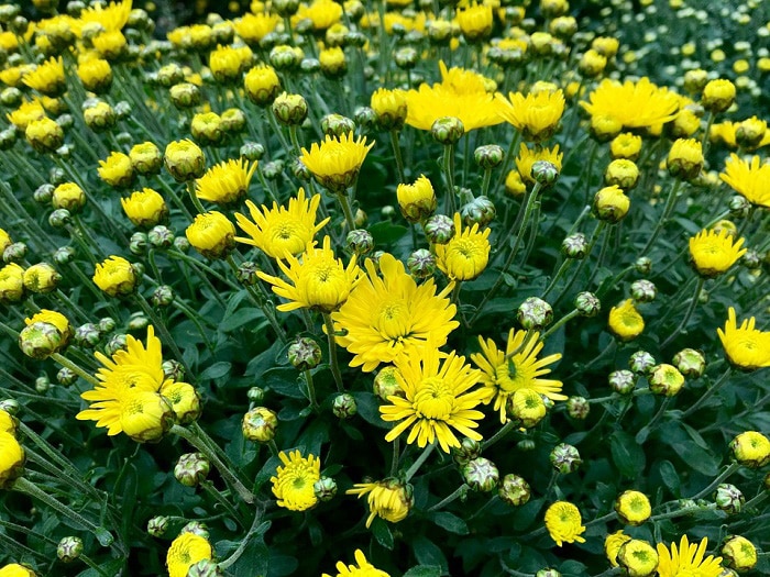Hình nền bông hoa cúc màu vàng.